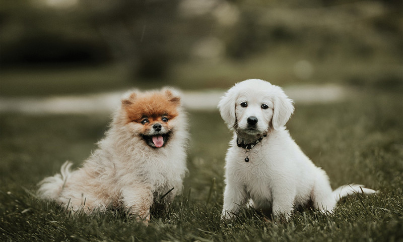 Ville che accettano animali link