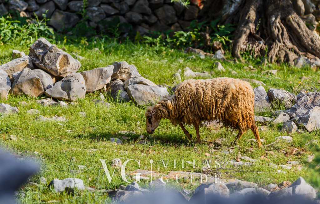 Villa Lun T - Island Pag Microposizione