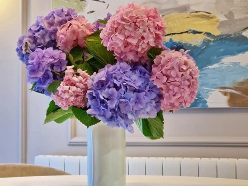 Apartment Lea - Rovinj