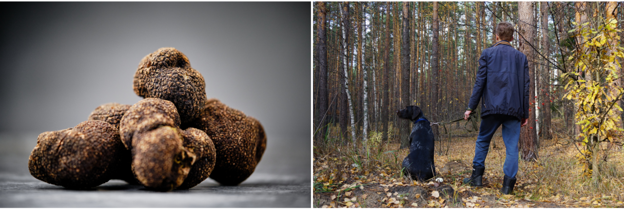 Eine Fotocollage mit einem Foto von schwarzen Trüffeln auf der linken Seite und einem Mann, der mit seinem Hund im Wald spazieren geht, auf der rechten Seite.