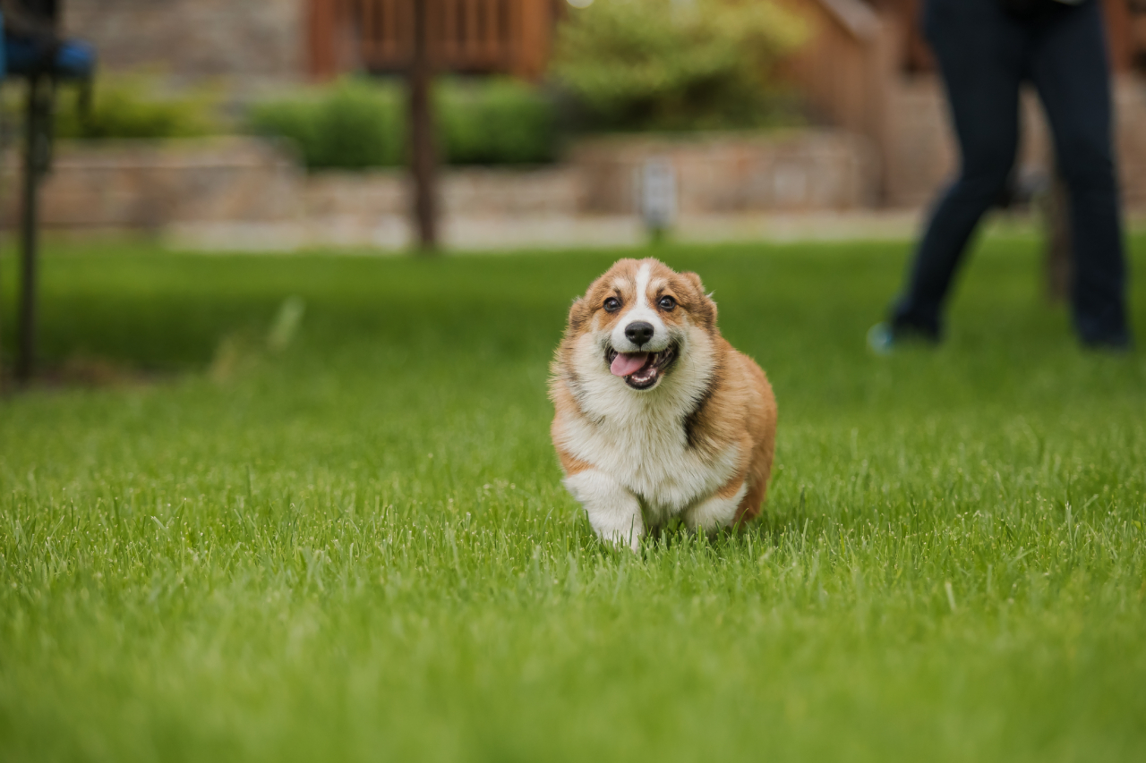 Corgi puppy dog running in a neatly mowed patch of grass
