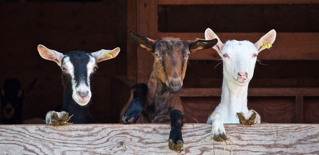 Goats on a goat farm