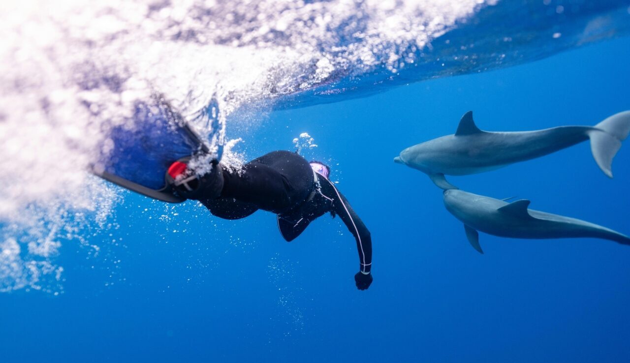 Ein Taucher in voller Ausrüstung taucht unter die Meeresoberfläche, zwei Delfine schwimmen neben ihm unter Wasser