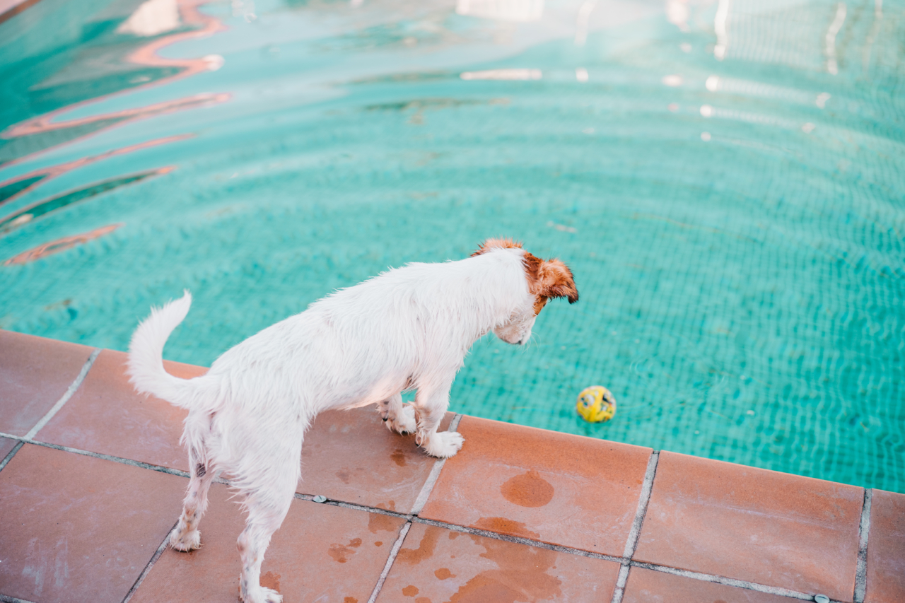 Hund guckt auf Ball der in einem Pool liegt