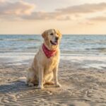 Dog-friendly beaches in Croatia