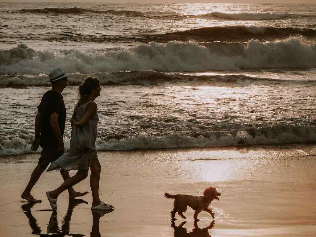 couple- and-their-dog-on-a-beach-during-sunset
