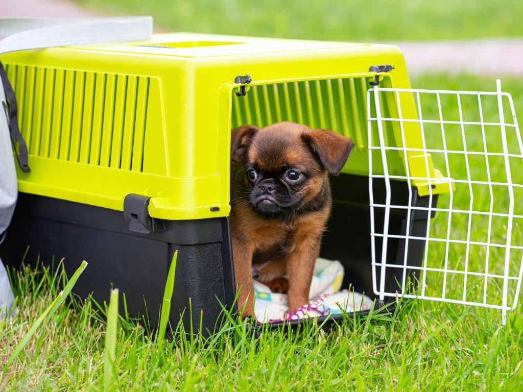 dog in a crate