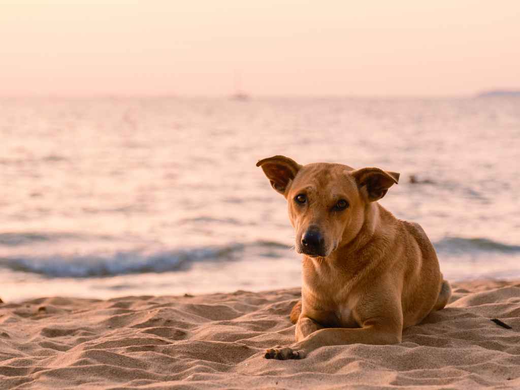 dog on the beach
