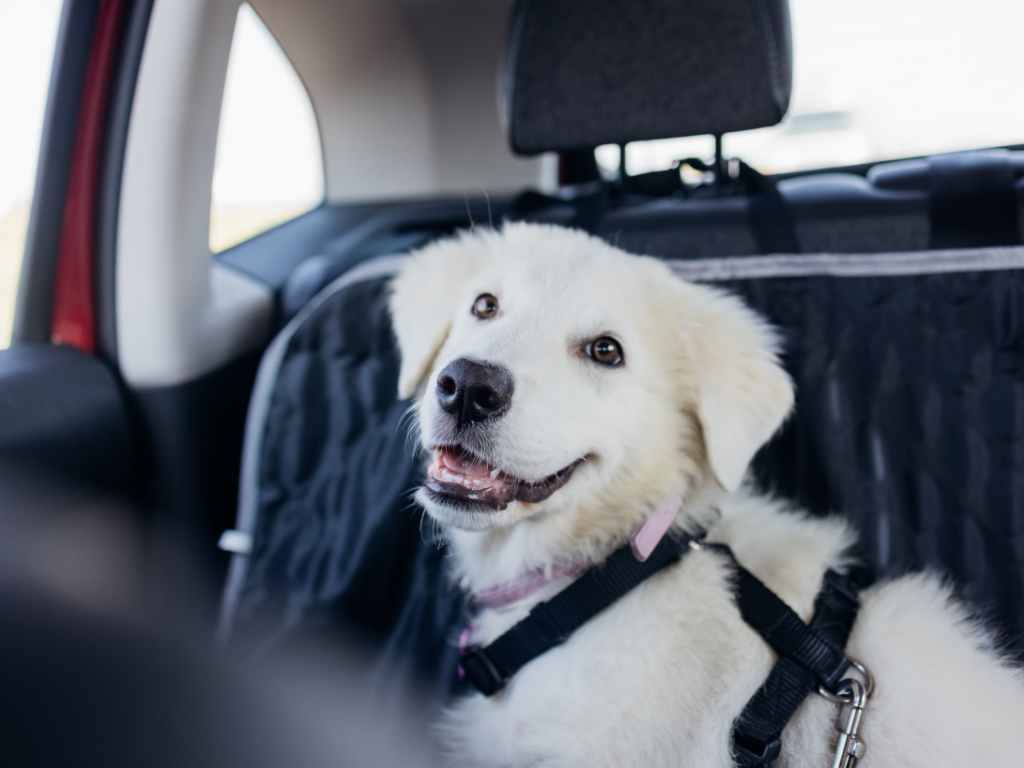 dog secured in a car