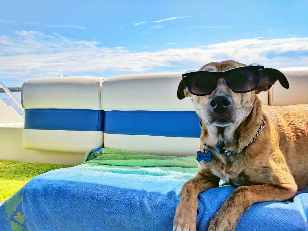 dog-wearing-sunglasses