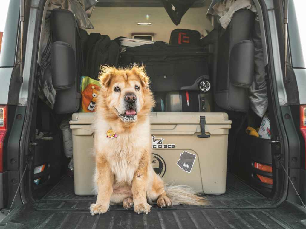 dog-with suitcases-in-the-car