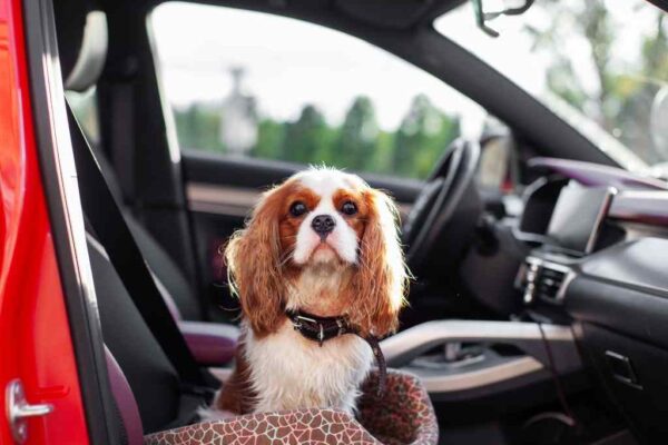 Traveling With Your Dog to Croatia in 2026: What You Need to Know