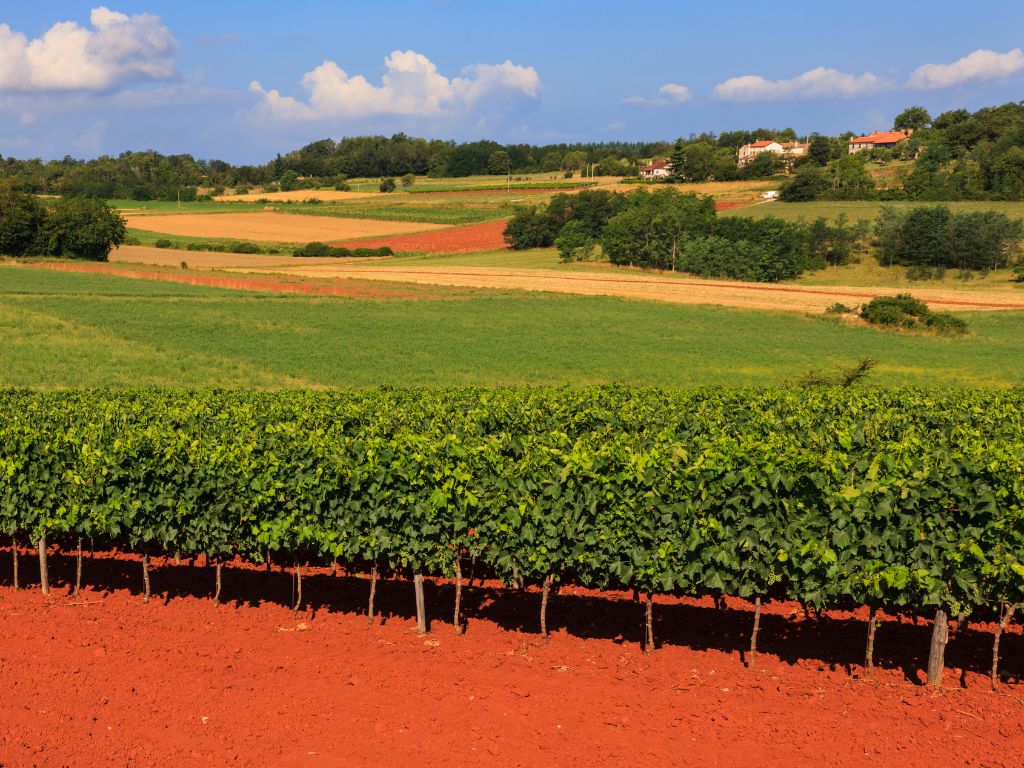 Istria vineyard