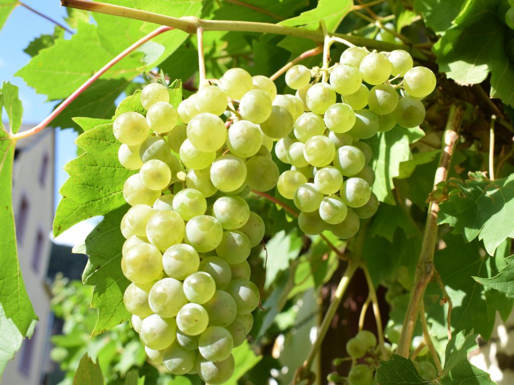 grapes on a vine