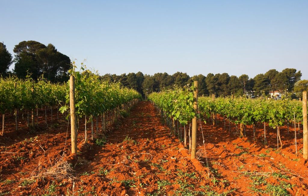 Wine roads of Istria: a dream and a glass of wine