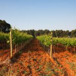 Wine roads of Istria: a dream and a glass of wine