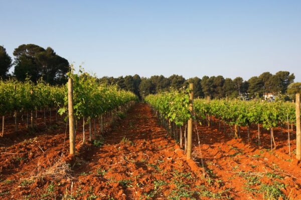 Wine roads of Istria: a dream and a glass of wine