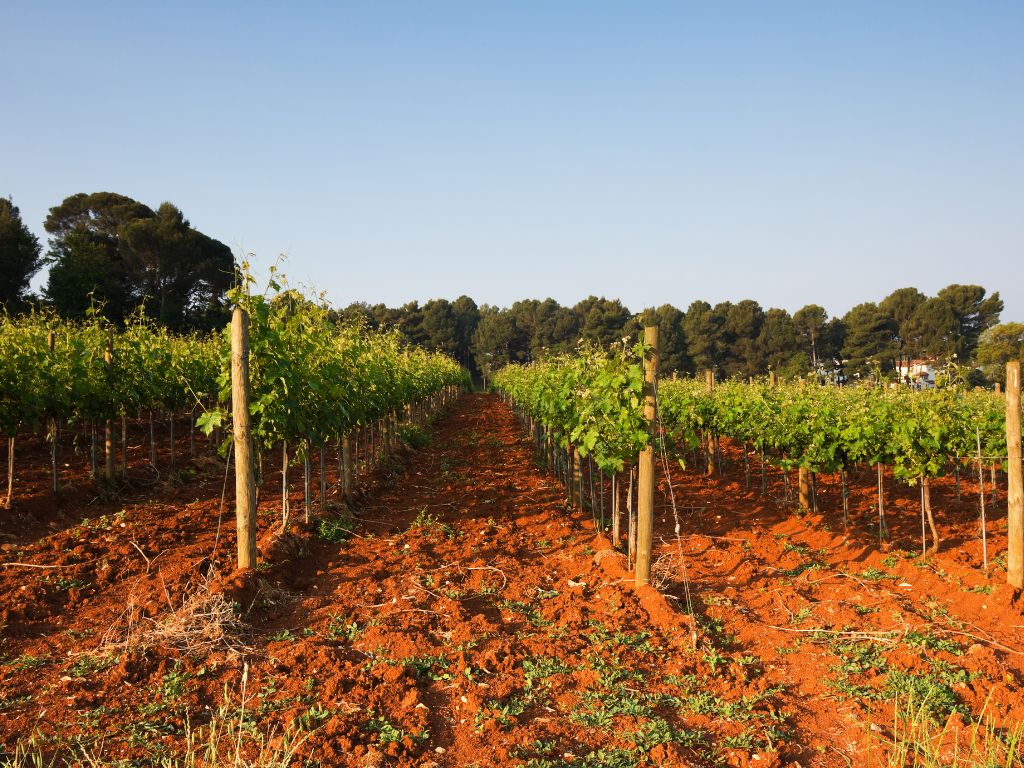 Strade del vino dell’Istria: vacanze tra vigneti e buon vino