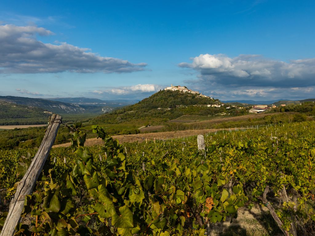 vineyard in motovun