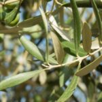 Raccolta delle olive in Istria: alla ricerca dell’oro liquido