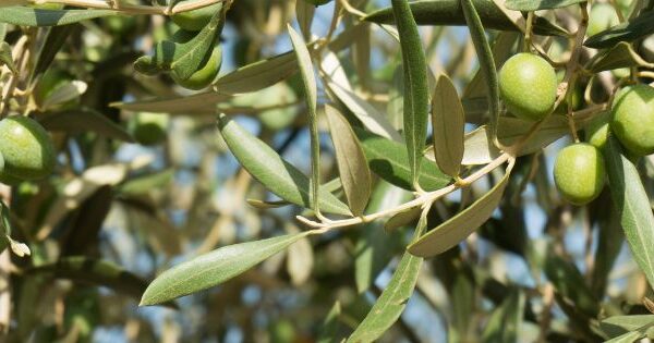 Raccolta delle olive in Istria: alla ricerca dell’oro liquido