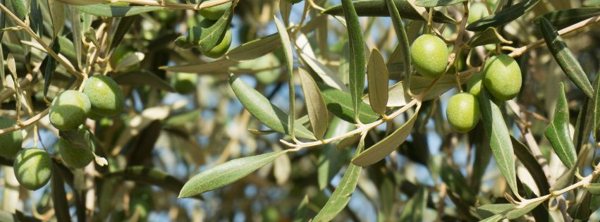 Olive harvest in Istria: Searching for liquid gold