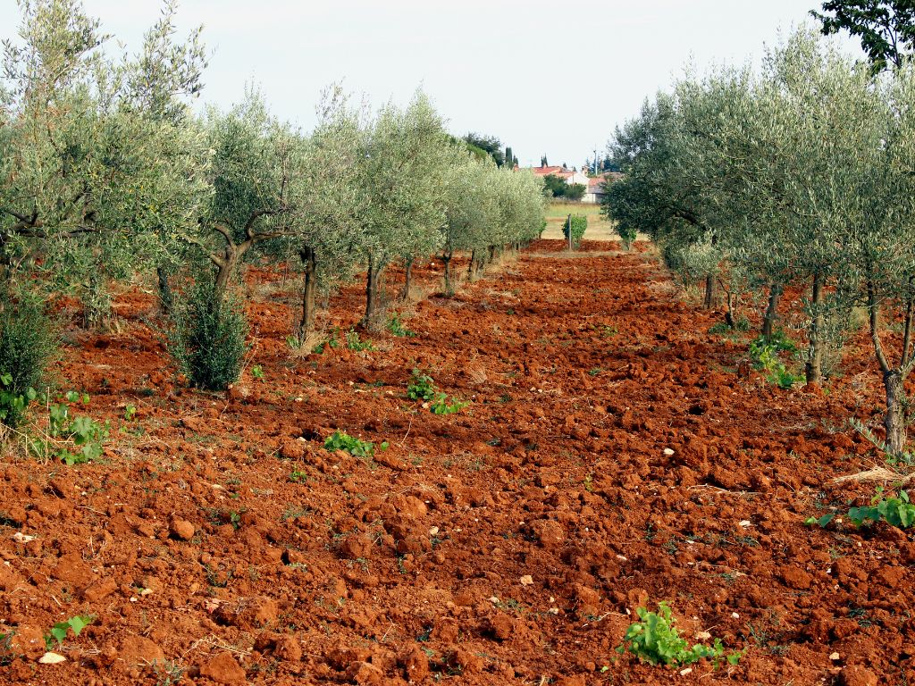 olive orchard in istria