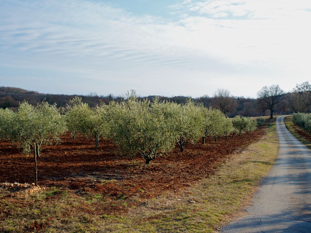 olive orchard in istria