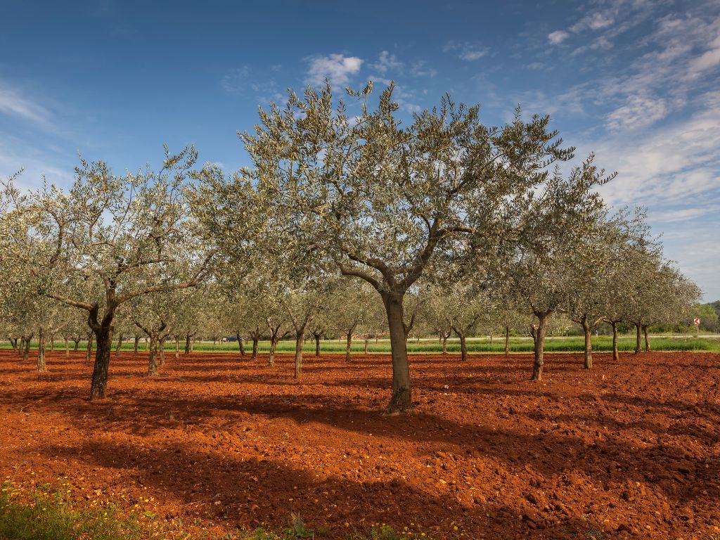 olive trees on istrian terra rossa