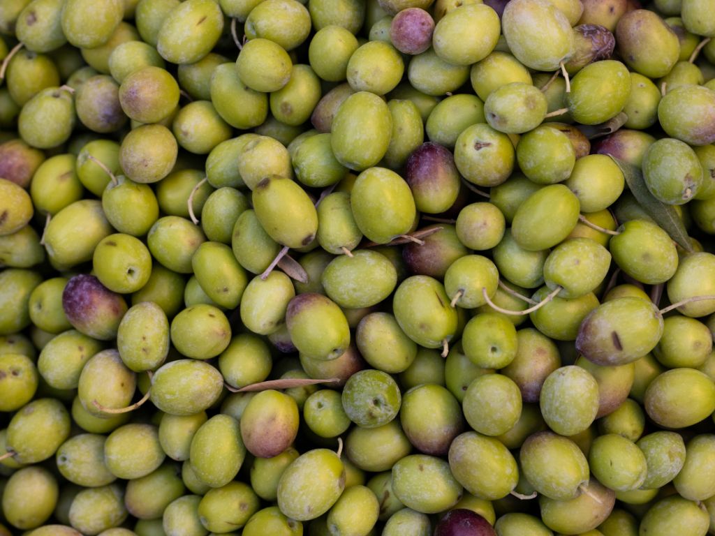 olives after harvest