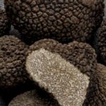 Truffle hunting season and best truffle festivals in Istria
