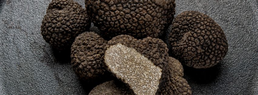 Truffle hunting season and best truffle festivals in Istria